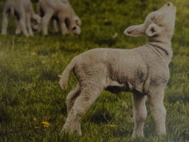 HWK Texel 124.jpg